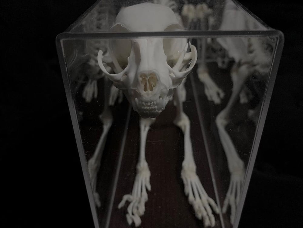 Image of Cat Skeleton 