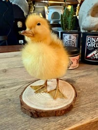 Image 3 of Taxidermy Duckling 