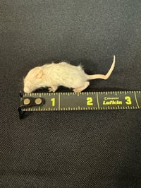 Image 1 of Fuzzy Mouse 