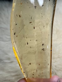 Image 3 of Copal Amber With Preserved Insects #2357