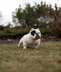 Image 3 of Joe Loomis Stud Fee 