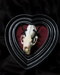 Image 1 of Mink Skull