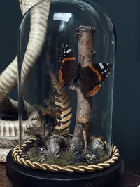 Image 3 of Red Admiral & Bumblebee Dome