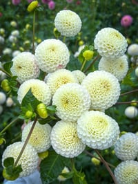 Small World - Pom Pom Type