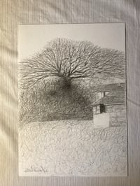 Image 2 of ‘Ash Tree’ by Noel Betowski