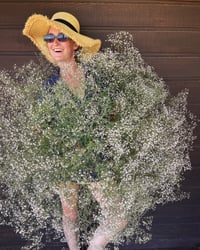 Image 1 of Gypsophila Paniculata - bare roots 