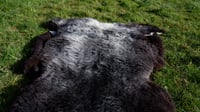 Image 3 of Harting Black Sheepskin #2