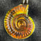 Image of Ammonite Light Bender I