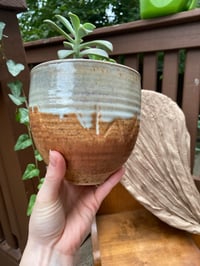 Image 5 of Ghost Echeveria in Aztec Tan Glazed Pot