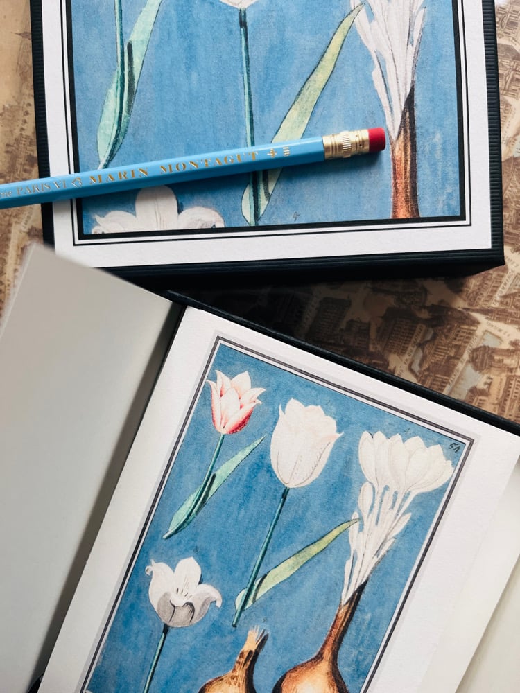 Image of CFT TULIPES