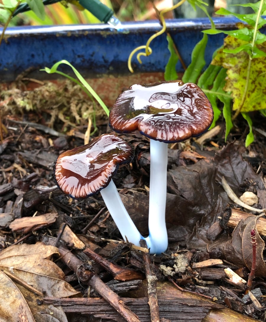 Image of Pair Of Wavy Capped Blue Staining Mushroom Plant Spike
