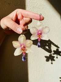 💜💛Moth Orchids with Crystals💛💜