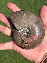 Image 17 of Purple - Rainbow Iridescent Ammonite Shell Fossil | Madagascar #2895