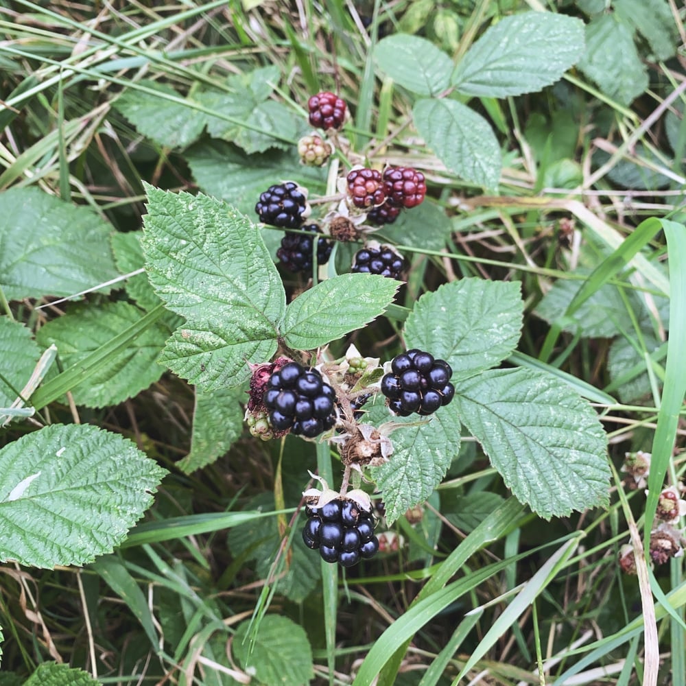 Image of SEPTEMBER FORAGING WALKS