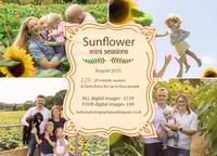 Image 1 of SUN 17th AUG SUNFLOWER MINI