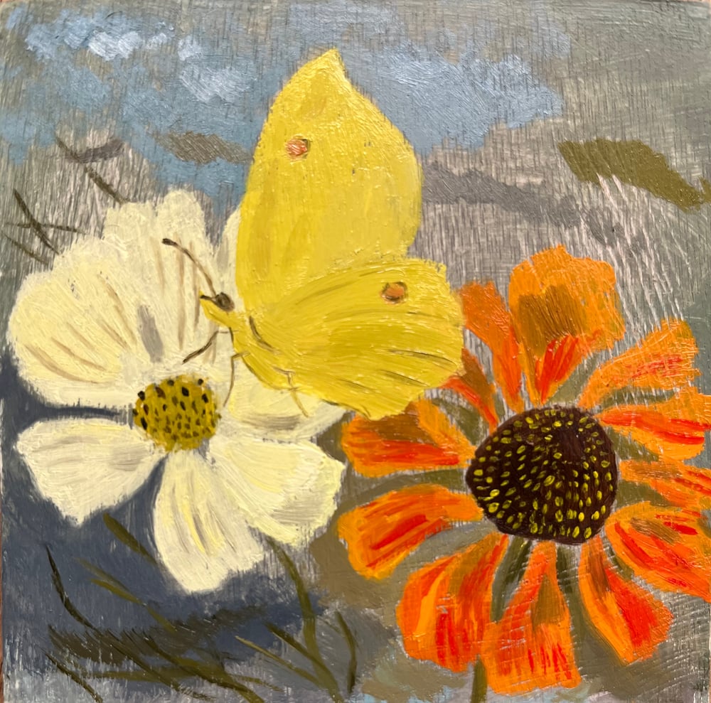Image of Late summer flowers and brimstone 