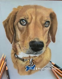 Commissiond Pet, drawing only