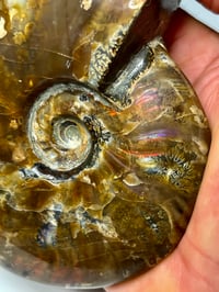 Image 8 of Large Purple Iridescent Ammonite Fossil #2443