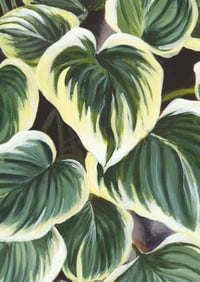 Image 2 of Hostas