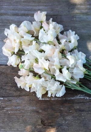 Image of Sweet pea plants