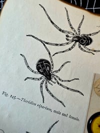 Image 6 of Antique Microscopic slide Spider - with preserved web 