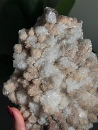 Image 3 of XL SUGARY DOG TOOTH CALCITE -MEXICO- A