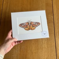 Image 2 of Various 10x8 Colour Moth Giclee Prints