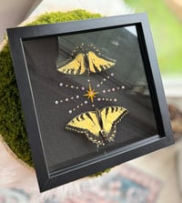 Image 4 of Swallowtail Twins