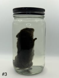 Image 10 of Vole (Microtus pennsylvanicus) Wet Specimen