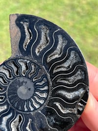 Image 4 of Black Ammonite Fossil Pair | Madagascar #2920