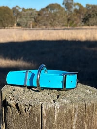 Image 1 of Light Blue - Adult Dog