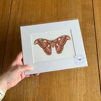 Image 3 of Various 10x8 Colour Moth Giclee Prints