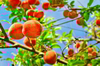 Image 1 of Peach Orchard 