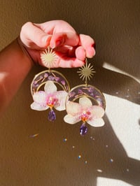 💛Moon Moth Orchids💛