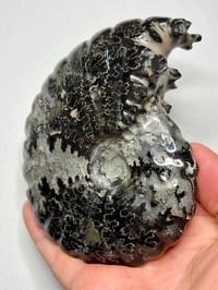 Image 11 of Black Ammonite Fossil With Pyrite #2439