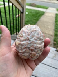 Image 3 of Jasper Brain