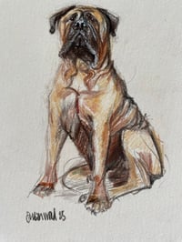 Image 4 of Commission your own Scruffy Woofy Dog Drawing 