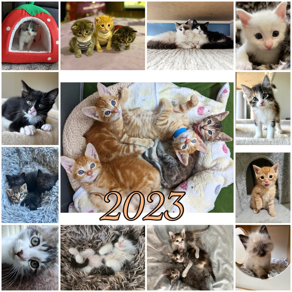 Image of Pre-Order: 2023 Kitten Calendar