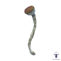 Image 2 of LIZARD KING MAGIC MUSHROOMS