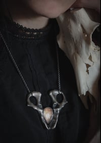 Image 3 of Pelvic bones with labradorite