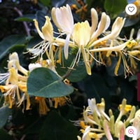 Image 3 of Heavenly Honeysuckle Honeybee Glycerin Body Bar