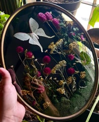 Image 4 of Vintage Luna Moth Botanical Frame