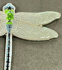 Emperor Dragonfly - #10 - Norfolk Wildlife Series - SB Photography