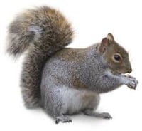 Squirrel 