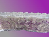 Image 2 of Penelope Bandeau 
