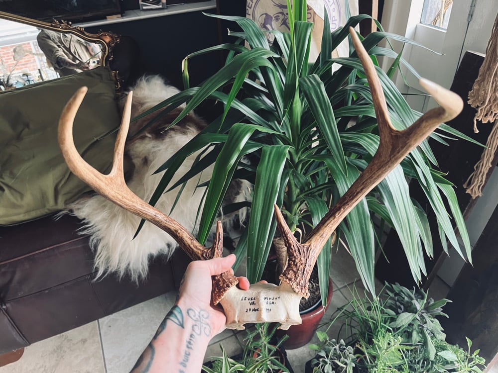 Image of Vintage Whitetail Buck Antlers 