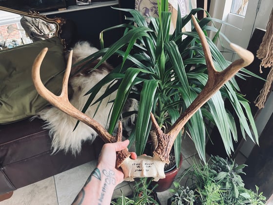 Image of Vintage Whitetail Buck Antlers 