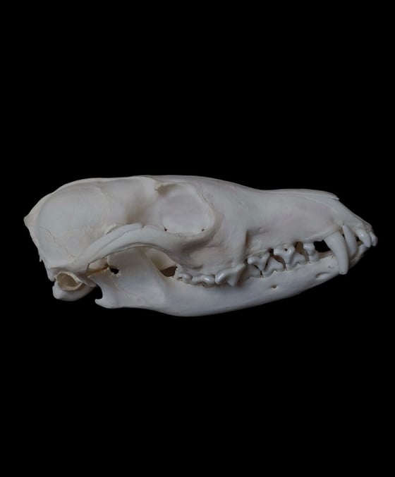 Image of  Fox Skull  