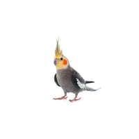 Cockatiel