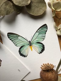 Image 4 of Wings of wonder (Bundle of 3)